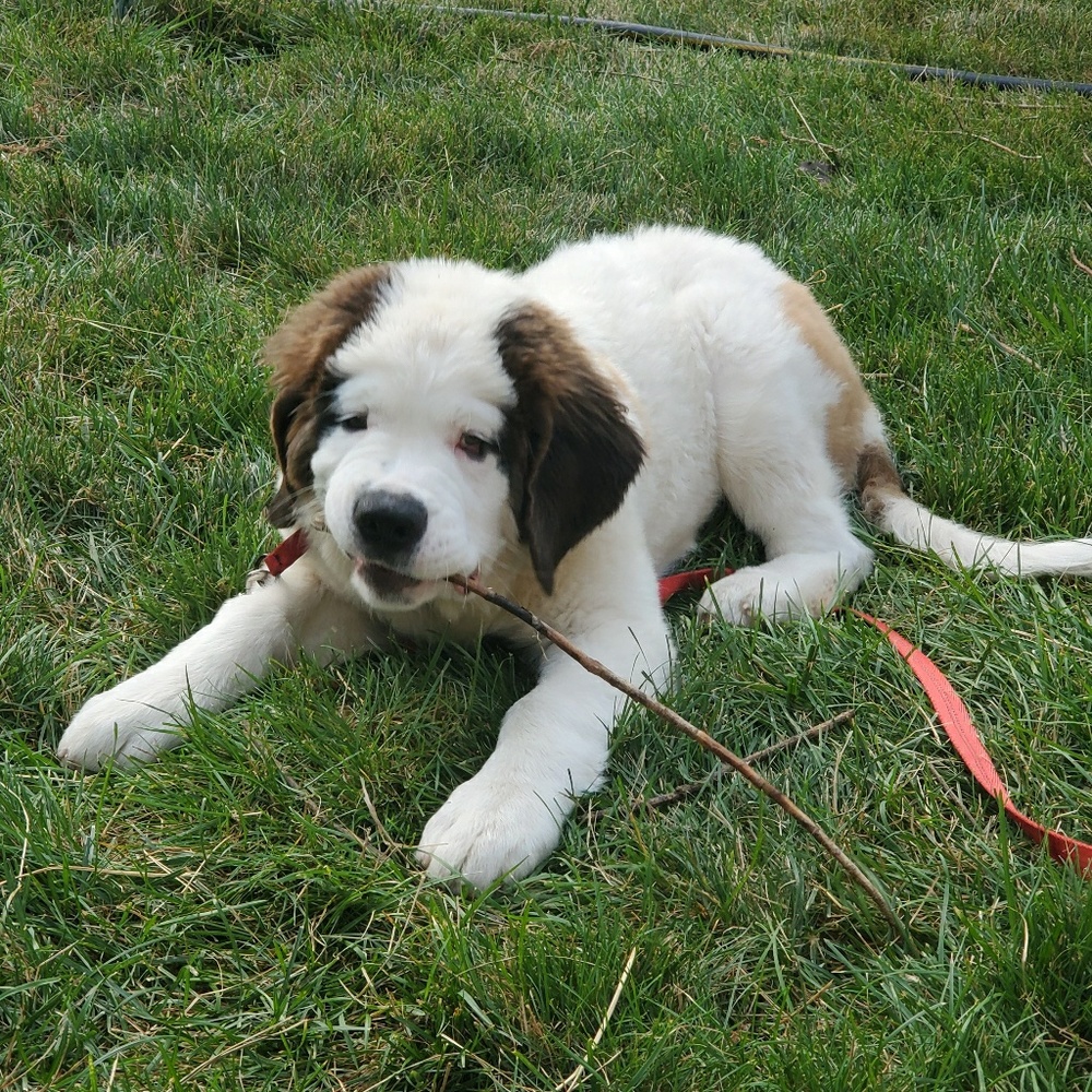 Meet your Posher, Cheyenne